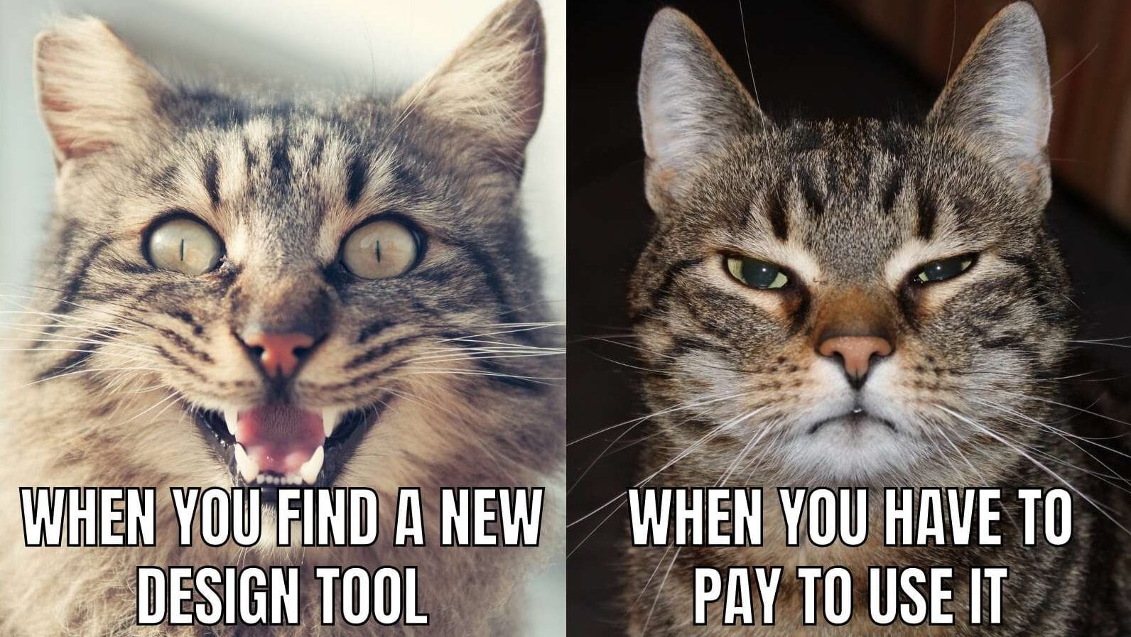 Cat meme about expensive design tools